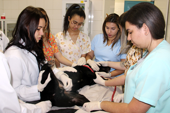 veterinary medicine internship